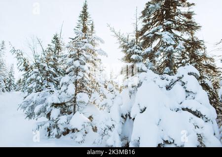 Low angle of tall spruces covered with snow against blue sky on cold winter day in Valley of the Ghosts in Monts Valin National Park in Quebec, Canada Stock Photo