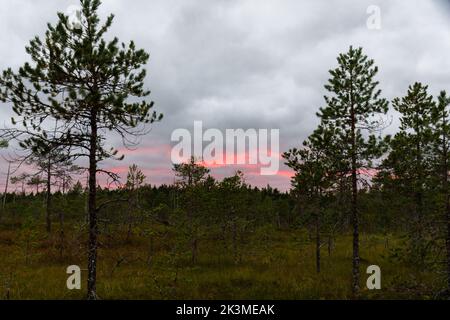 Dramatic evening sky with the red glow and swamp and trees in the foreground Stock Photo