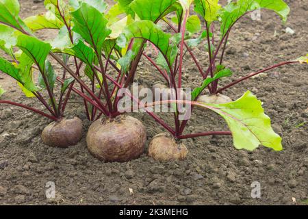 Several large beetroot growing in the bed. Autumn time. September Stock Photo