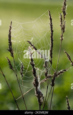 Close up of a spider web attached between grasses. Drops of dew sit on the net. The background is green. The light shines from behind. Stock Photo
