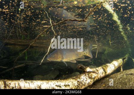 Common carps are swimming in the lake. Diving in Czech water. Nature in Europe. Stock Photo