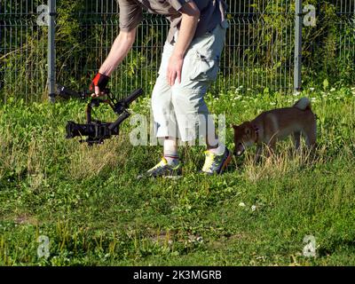 Shiba Inu plays on the dog playground in the park. Cute dog of shiba inu breed walking at nature in summer. walking outside.  Stock Photo
