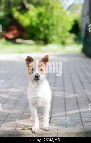 Little crossbreed puppy portrait. Dog baby looking at camera. Puppy from dog shelter was adopted to the loving family. Stock Photo