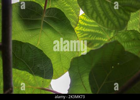 pattern of leaves in a rainy day in my kiwi tree Stock Photo