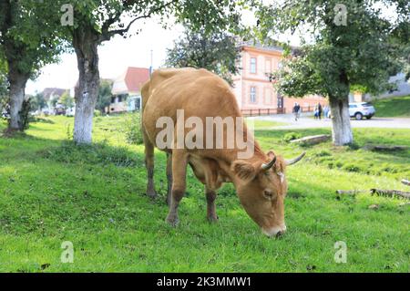 The rural Saxon village of Viscri in Transylvania, where Prince Charles, now King, owns a property to help ensure it's sustainable future, in Romania. Stock Photo