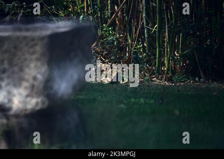 Bird in a garden seen from afar Stock Photo