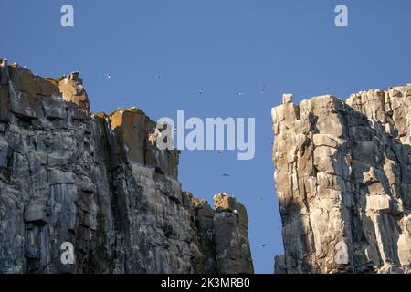 Glaucous gull (Larus hyperboreus) in Nesting colony, Spitsbergen Stock Photo