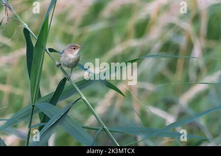Common reed warbler, acrocephalus scirpaceus, on a branch Stock Photo