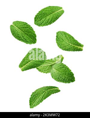 Falling mint leaves, spearmint, isolated on white background, clipping path, full depth of field Stock Photo
