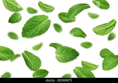 Falling mint leaves, spearmint, isolated on white background, selective focus Stock Photo