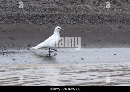 Ivory Gull (Pagophila eburnea) is a small gull, the only species in the genus Pagophila. It breeds in the high Arctic Stock Photo