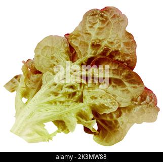 Red Oak Lettuce leaf, salad, isolated on white background, clipping path, full depth of field Stock Photo