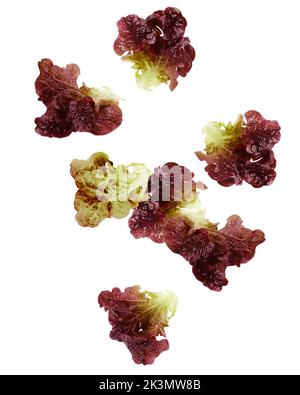 Falling Red Oak Lettuce leaf, salad, isolated on white background, clipping path, full depth of field Stock Photo