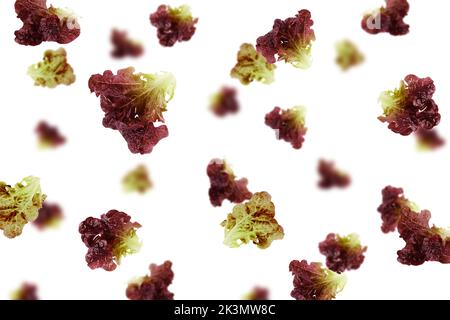 Falling Red Oak Lettuce leaf, salad, isolated on white background, selective focus Stock Photo