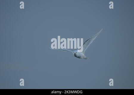 Ivory Gull (Pagophila eburnea) In flight is a small gull, the only species in the genus Pagophila. It breeds in the high Arctic Stock Photo