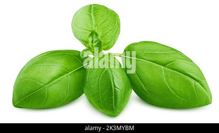 fresh basil, isolated on white background, clipping path, full depth of field Stock Photo