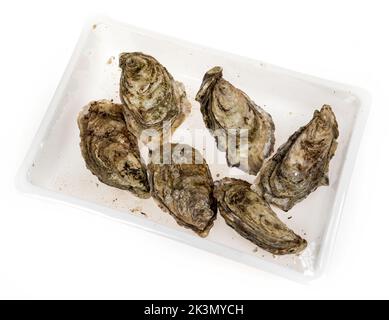 Live oysters as sold in plastic packaging by a supermarket, UK Stock Photo
