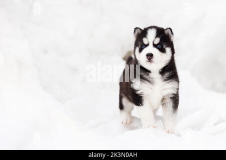 Winter portrait of a cute blue-eyed Siberian husky puppy Stock Photo