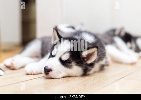 Cute Siberian Husky puppies lying on warm floor indoors Stock Photo
