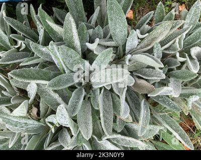 Close up of the evergreen low growing and drought tolerant perennial Stachys byzantine or Lambs Ear leaves seen in the UK in late summer. Stock Photo
