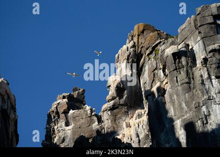 Glaucous gull (Larus hyperboreus) in Nesting colony, Spitsbergen Stock Photo