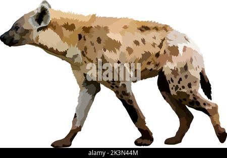 Hyena animal on white background illustration vector. Stock Vector