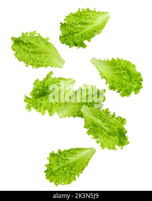 Falling Salad leaves, lettuce, isolated on white background, clipping path, full depth of field Stock Photo