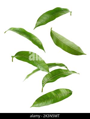 Falling Mango leaf isolated on white background, clipping path, full depth of field Stock Photo