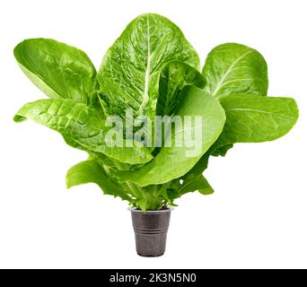 Romain Lettuce isolated on white background, clipping path, full depth of field Stock Photo