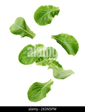 Falling Romain Lettuce leaf isolated on white background, clipping path, full depth of field Stock Photo