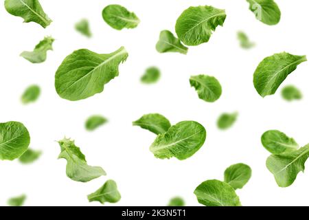 Falling Romain Lettuce leaf isolated on white background, selective focus Stock Photo