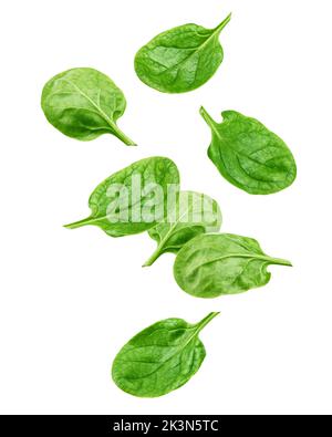 Falling Spinach isolated on white background, clipping path, full depth of field Stock Photo