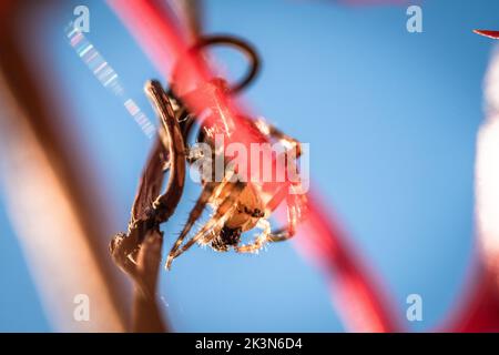 Kreuzspinne / garden spider Stock Photo