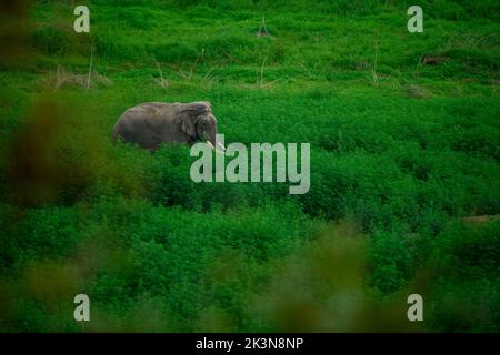 Bull elephant in a cannabis forest at Jim Corbett National Park, Uttarakhand, India Stock Photo