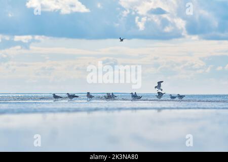 Seagulls standing in shallow water at northern sea. High quality photo Stock Photo