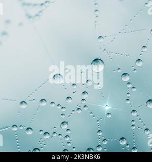 drops on the spider web in rainy days, blue background Stock Photo