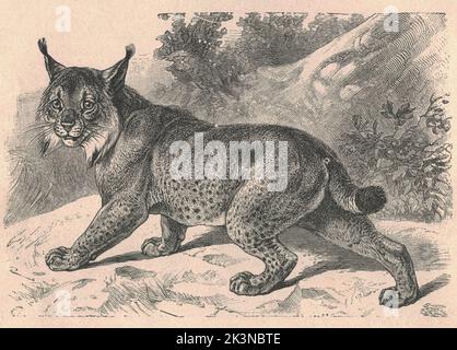 Antique Original from 1766 De Seve - MISSISSIPI LYNX - authentic large QUARTO edition handcol. engraving - Mammals