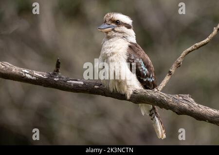 Laughing Kookaburra perched on tree branch Stock Photo