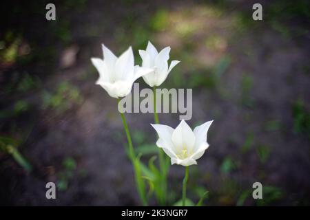 A closeup shot of 'White Triumphator' tulips (Lily-Flowered Tulip) Stock Photo