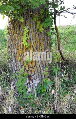 Vines and moss growing on an old oak tree Stock Photo