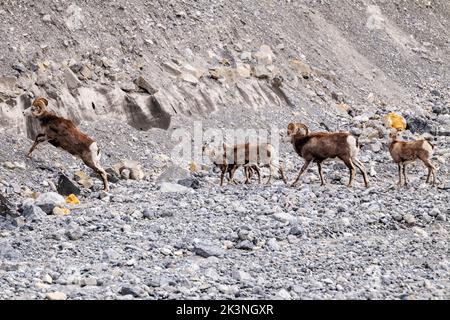 The Stone's sheep; Ovis dalli stonei; stone sheep; along the Alaska Highway near Muncho Lake; British Columbia; Canada Stock Photo