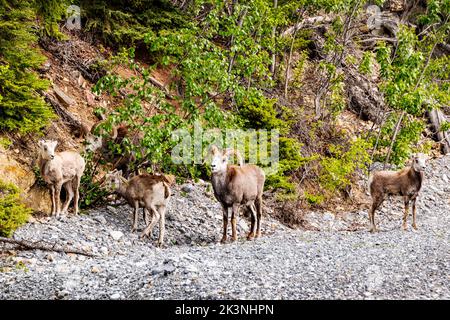 The Stone's sheep; Ovis dalli stonei; stone sheep; along the Alaska Highway near Muncho Lake; British Columbia; Canada Stock Photo