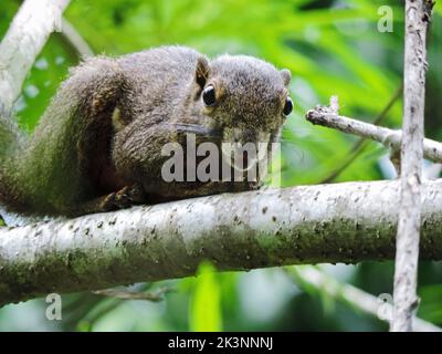 Closeup view of squirrel on tree branch in Singapore Botanic Garden Stock Photo