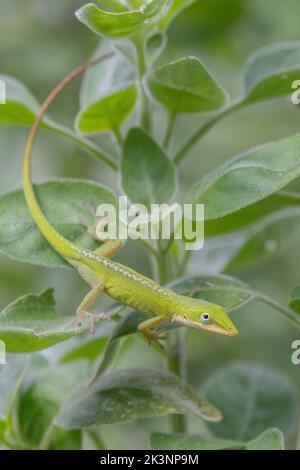 Anolis carolinensis lizard with white dots along the ridge of its spine watches the camera. Stock Photo