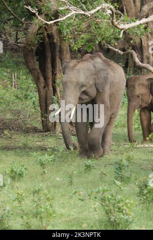 Sri lankan Elephants in Kalawewa National Park, Sri Lanka Stock Photo