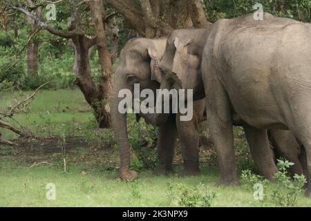 Sri lankan Elephants in Kalawewa National Park, Sri Lanka Stock Photo