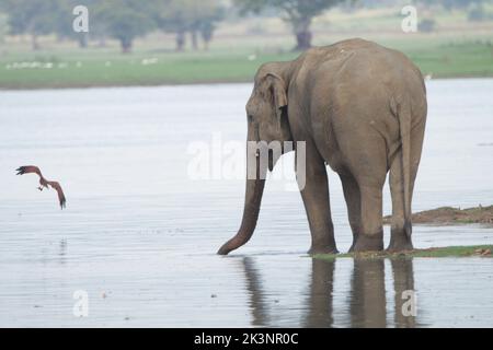 Sri lankan Elephants in Kalawewa National Park, Sri Lanka Stock Photo