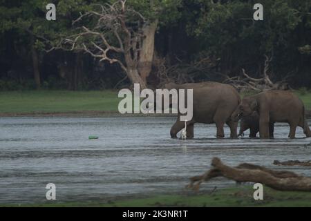 Sri lankan Elephants in Kalawewa National Park, Sri Lanka Stock Photo