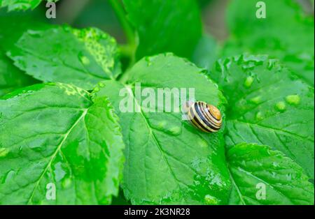 White-lipped snail, Cepaea hortensis on ground elder, Aegopodium podagraria leaf Stock Photo