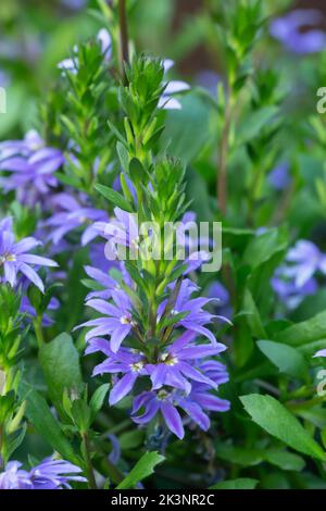 Blossoming fairy fan-flower, Scaevola aemula Stock Photo